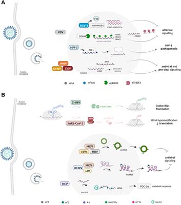The hidden RNA code: implications of the RNA epitranscriptome in the context of viral infections